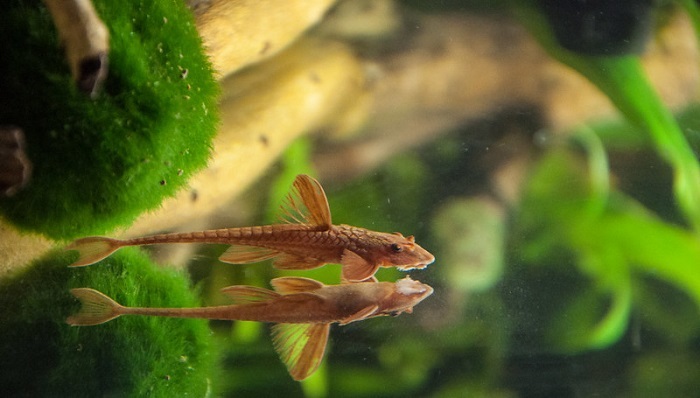 How to breed whiptail catfish