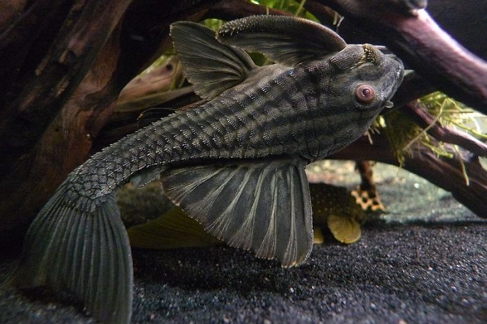 Common pests and diseases in plecos