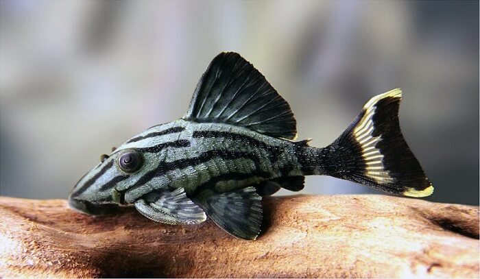 the Royal Pleco