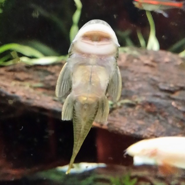 Rubber lip Pleco