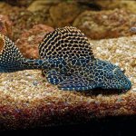 Sailfin Pleco Care Guide