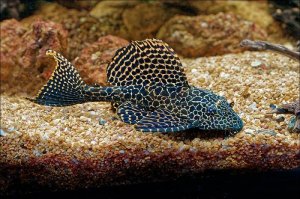 Read more about the article Sailfin Pleco Care Guide<span class="wtr-time-wrap after-title">7 mins read</span>