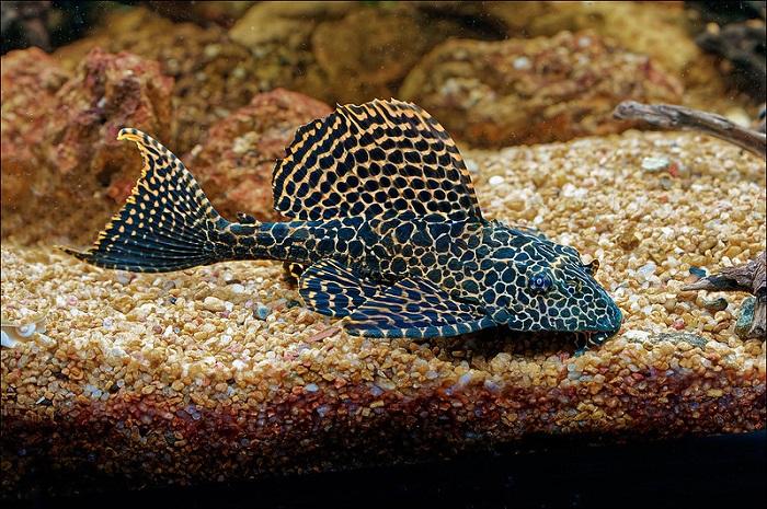 What is the Maximum Age for a Sailfin Pleco?