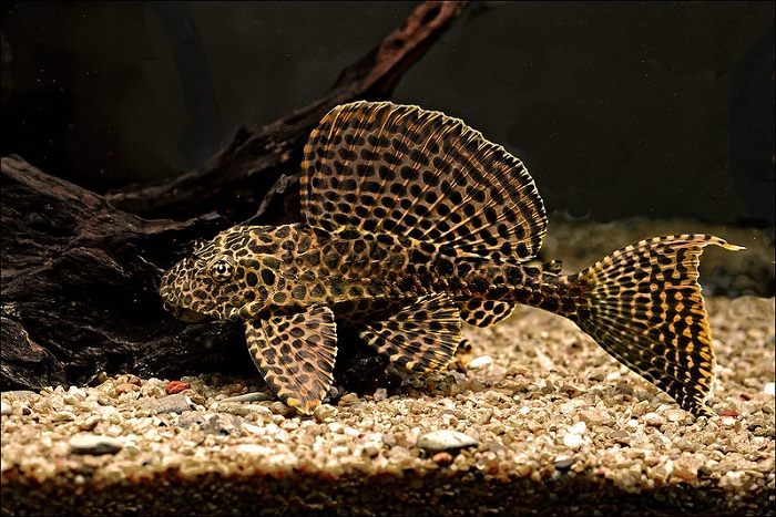 Color in sailfin plecos