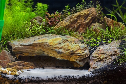 Tank set-up for diamond tetra