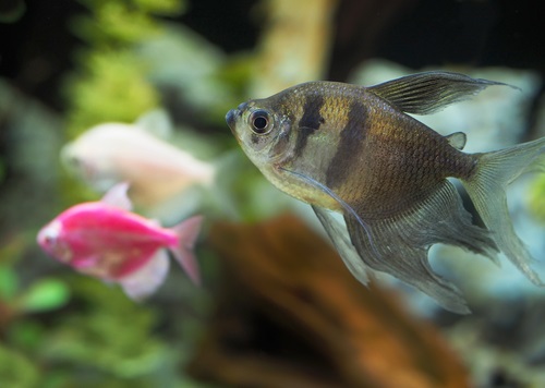 Black Skirt Tetra