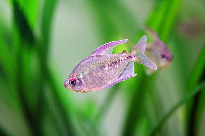 The Diamond Tetra