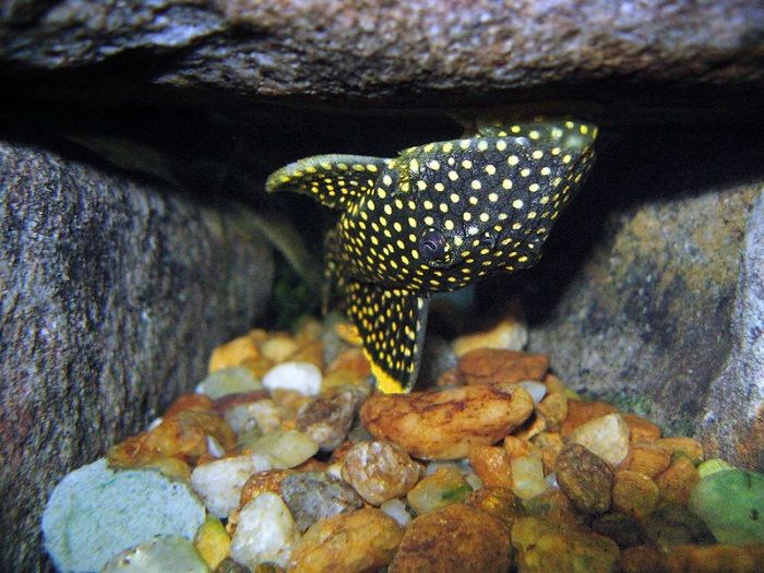 The Gold Nugget Pleco