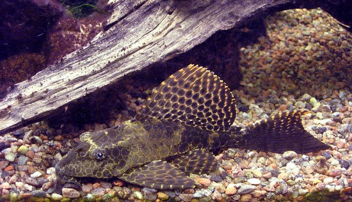 Introducing a new pleco