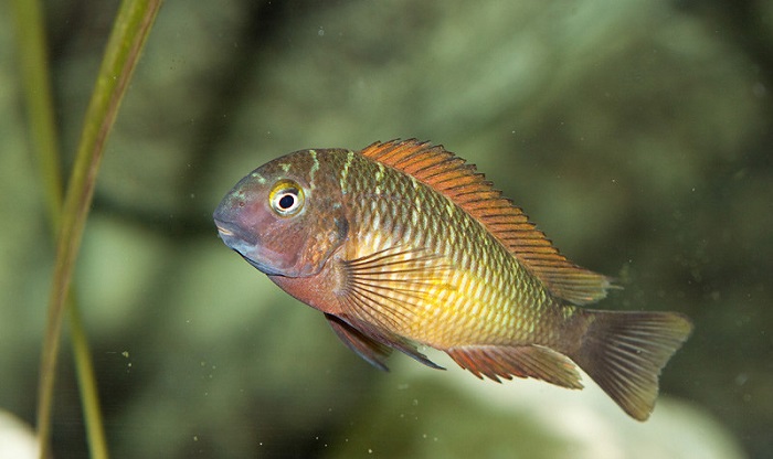 Tropheus Cichlid