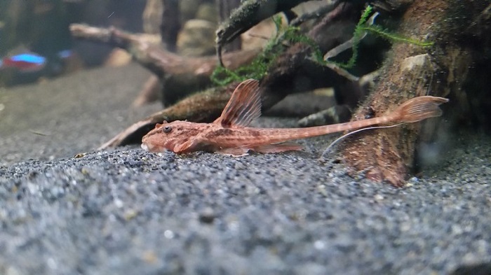 Red Whiptail Catfish