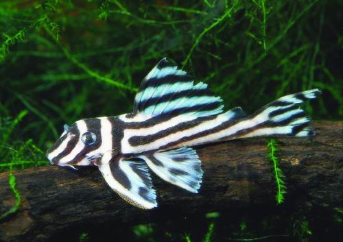 Breeding to zebra plecos