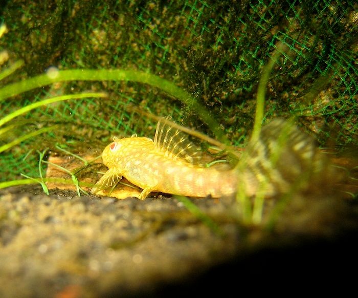 Behavior and temperament of albino bristlenose pleco