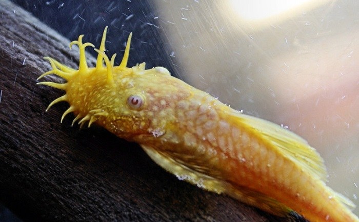 Do Albino Plecos occur naturally?