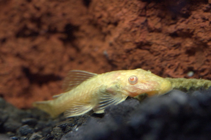 Albino Bristlenose Pleco