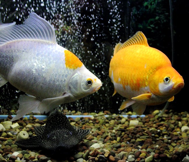 Common issues to look out for when keeping algae eaters with goldfish