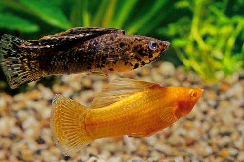 Reducing stress in pregnant molly fish