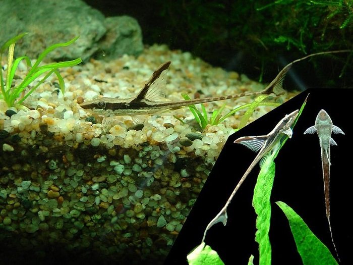 Aquarium set-up for whiptail catfish