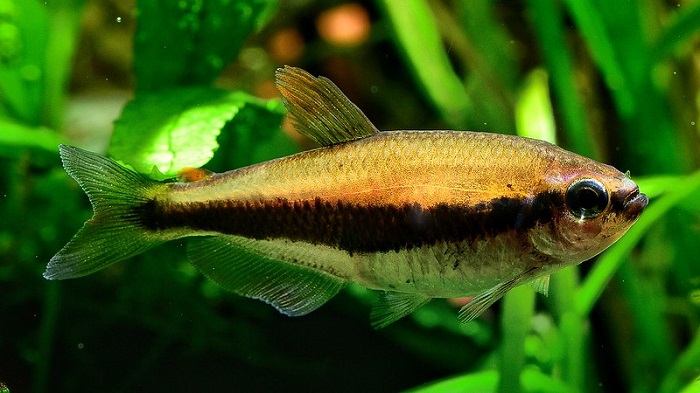 Emperor tetra temperament and behavior