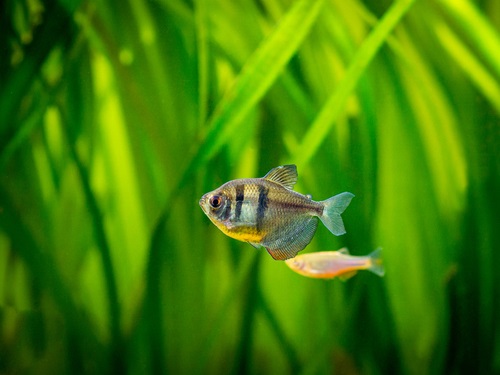 Creating your black skirt tetra aquarium 