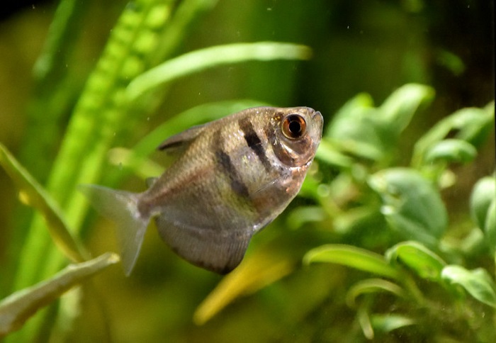 Temperament and behavior in black skirt tetra