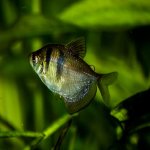 Black Skirt Tetra Care Guide