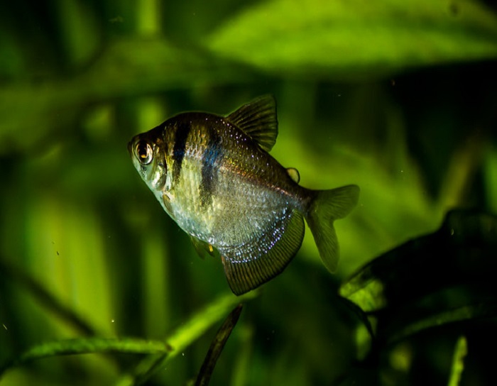 Are black skirt tetras aggressive?