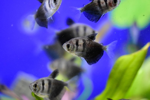 Breeding black skrit tetras