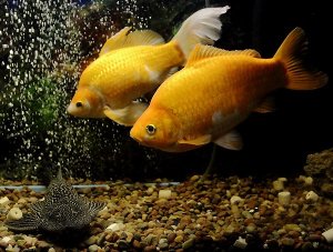 Read more about the article Can Algae Eaters Live With Goldfish?<span class="wtr-time-wrap after-title">7 mins read</span>