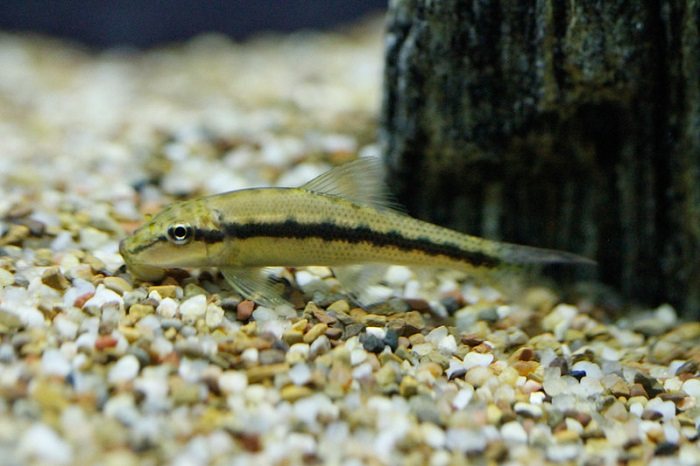 What to do if another fish gets attacked by a chinese algae eater