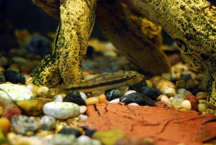 Feeding to chinese algae eater 