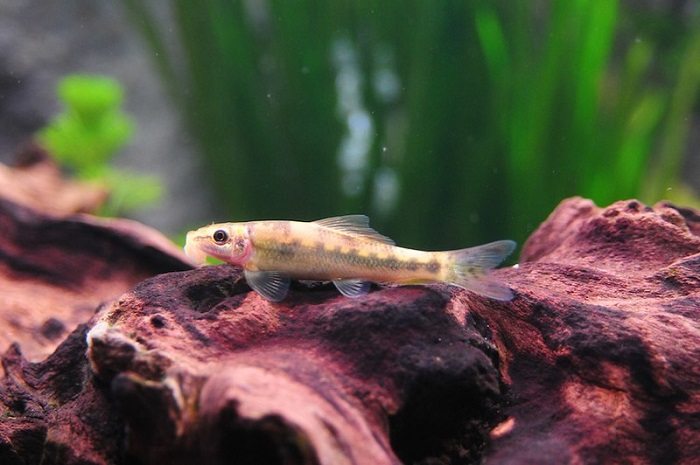 Is the chinese algae eater aggressive to its own species?