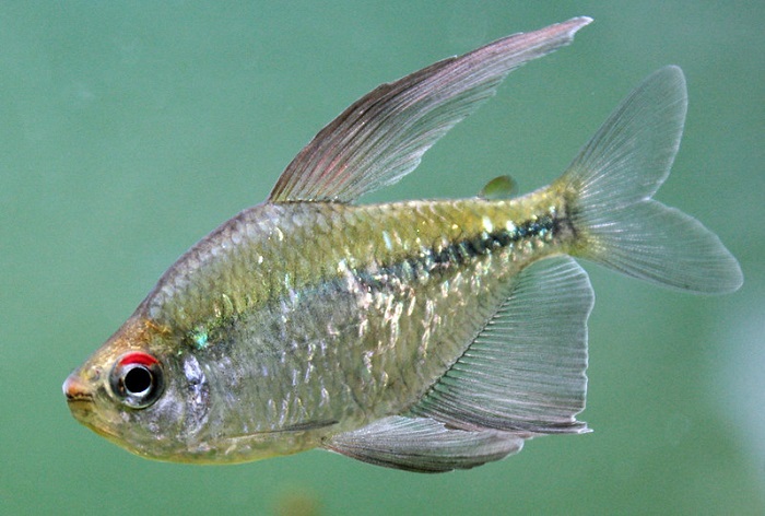 Diamond tetra size and lifespan