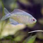 Diamond Tetra Care Guide