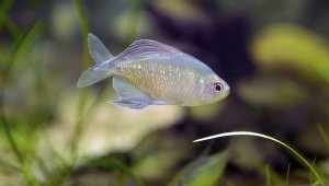 Read more about the article Diamond Tetra Care Guide<span class="wtr-time-wrap after-title">7 mins read</span>