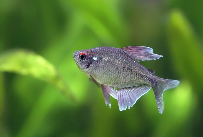 Diamond tetras are omnivores