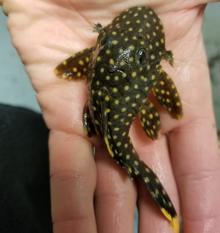 Gold nugget pleco size and lifespan