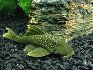 Read more about the article Green Phantom Pleco Care Guide<span class="wtr-time-wrap after-title">7 mins read</span>