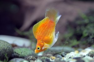 Read more about the article Are Molly Fish Aggressive Or Friendly?<span class="wtr-time-wrap after-title">7 mins read</span>