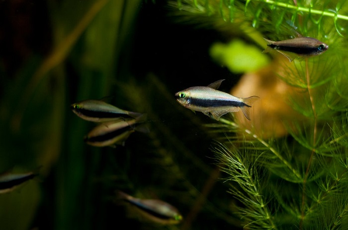 Breeding emperor tetra