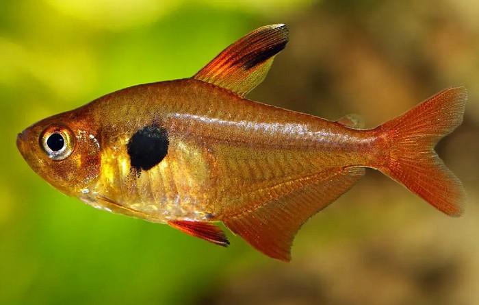 Pests and diseases in Red Phantom Tetra