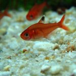 Red Phantom Tetra Care Guide