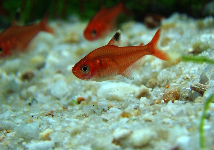 Are Phantom Red Tetras schooling fish?