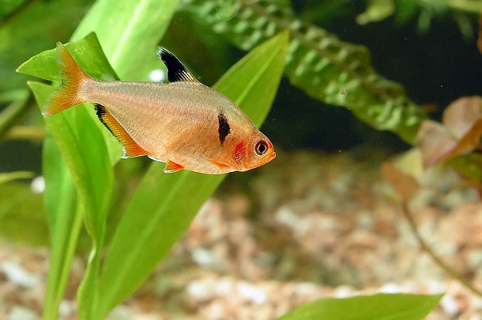 Are Red Phantom Tetras aggressive?