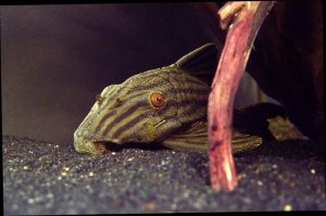 Read more about the article Royal Pleco Care Guide<span class="wtr-time-wrap after-title">7 mins read</span>