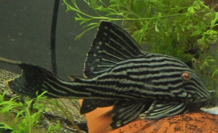 Choosing your royal pleco