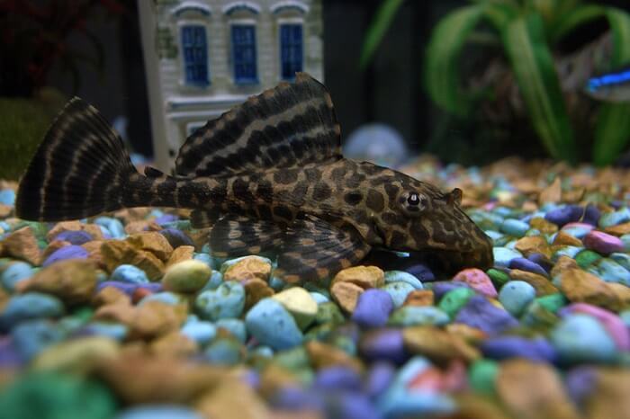 Sailfin Pleco