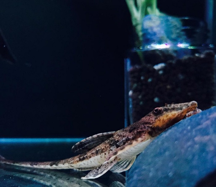 Introducing your whiptail catfish to its new home