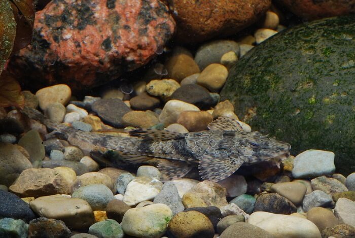 What is the Red Whiptail Catfish?