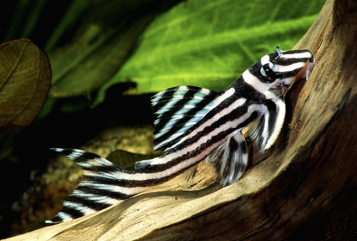 Feeding zebra plecos